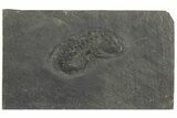 Pyritized Trilobite (Chotecops) Fossil - Bundenbach, Germany #156616-1
